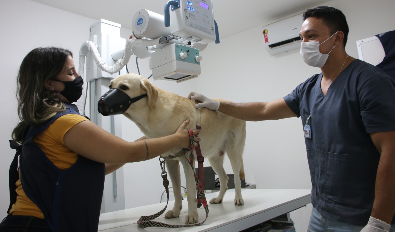 um cachorro numa sala de raio-x com sua cuidadora e um técnico veterinário